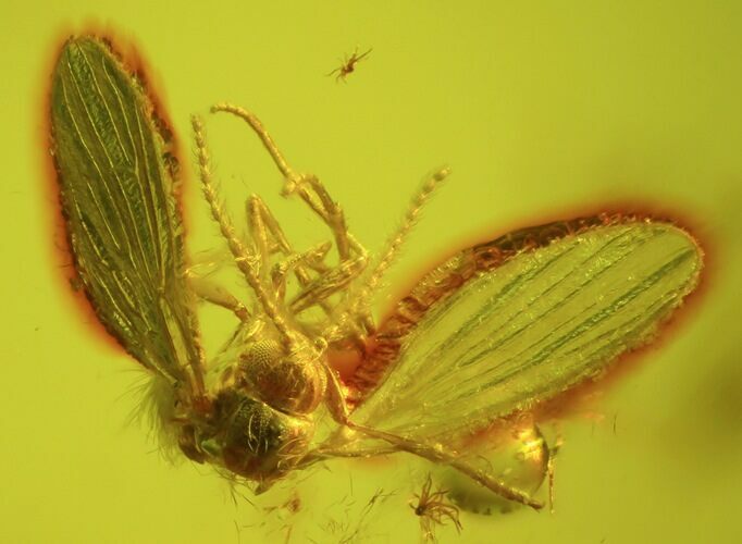 Detailed Fossil Fly (Diptera) In Baltic Amber #45176